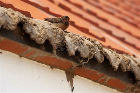 天同疾厄宮 小鸟在屋檐下筑巢